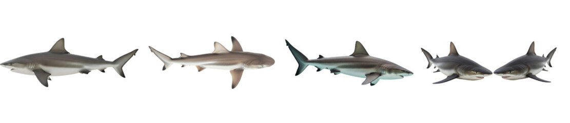 Fototapeta premium Collection of various realistic gray reef sharks swimming dynamically in different poses isolated on transparent background