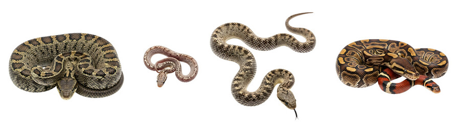 Obraz premium A collection of four distinct species of terrestrial reptiles featuring various scales and coloration patterns displayed coiled and extended on transparent background