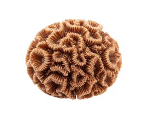 A single brown coral specimen isolated on a white background.
