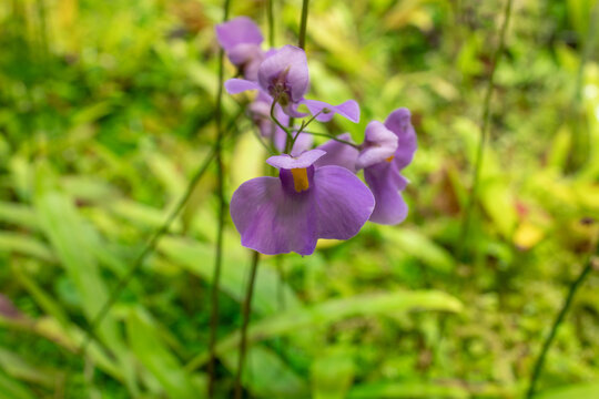 Purple Bladderwort flower with round petals on a green stem
