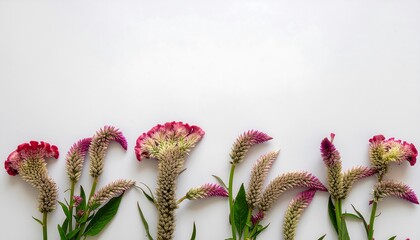 Pink and white Cockscomb flowers on white background
