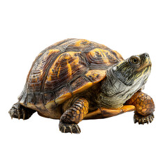Obraz premium Cute turtle isolated on white background walking slowly showing its shell and natural features