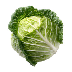 Fototapeta premium Fresh green cabbage isolated on a white background showing a whole head with natural leaves, suitable for healthy food, salad, and vegetarian nutrition