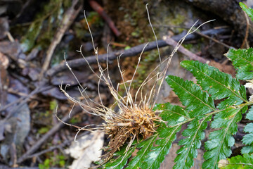 Parasitic Cordyceps Fungus Emerging from Insect Host on Rainforest Floor with Ferns
