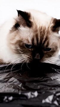 Birman Cat Sniffing, Exploring Black Plastic Bag Against White Background