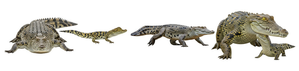 Fototapeta premium Collection of various sized crocodiles ranging from tiny hatchlings to large adults showcasing reptile evolution and natural growth stages on transparent background