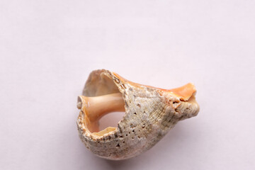 A dry Rapa whelk shell washed ashore by the sea on a light background