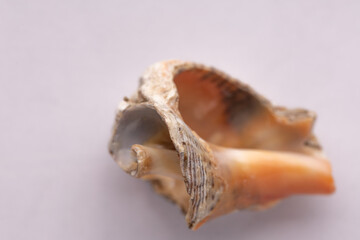 Texture of dry whelk shell, macro photograph on a light background