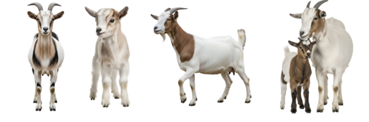 Collection of various goat poses including a head-on view a curious kid and a proud mother goat with her offspring on transparent background