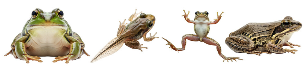 Obraz premium A collection of four distinct frog life cycle stages and poses showcasing amphibian anatomy and development on transparent background