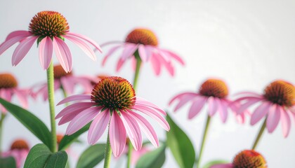 Fototapeta premium Pink coneflowers on white background