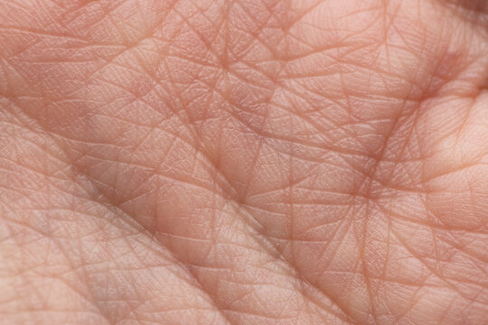Close-up of the inner surface of a female hand, texture of skin ridges