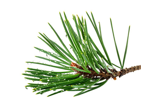 Close-up of a Pine Tree Branch with Dew Drops. - Powered by Adobe