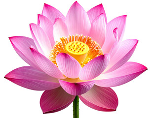 Beautiful Pink Lotus Flower Blooming Isolated on White Background.