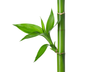 Close-up of a vibrant green bamboo stalk with fresh leaves emerging.