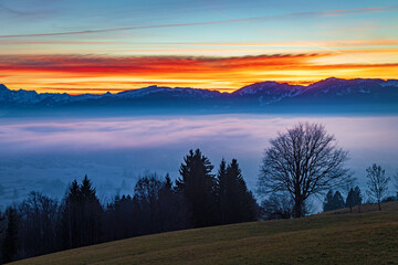 Allg&auml;u - Sonnenuntergang - Alpen - Berge - Nebel - Baum - magisch