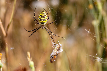 wasp spider