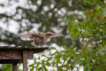 Little Owl rainbath