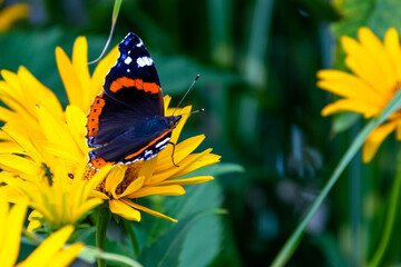 Red Admiral