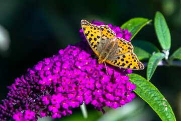 Silver-washed fritiallary