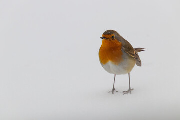 Winter Robin