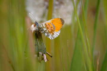 Orange Tip