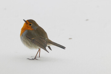 Robin