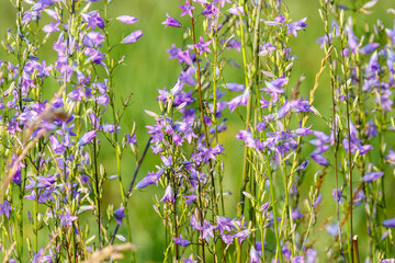 Rapunzel Gras klokje Campanula