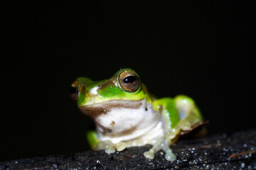 Close-Up of Green Tree Frog Resting on Rock in Natural Dark Forest Habitat
