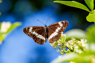 White Admiral - ijsvogelvlinder