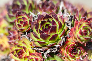 Close up abstract plant