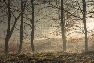 Poranna mgła w lesie © Grzegorz Polak