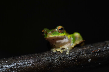 Close-Up of Green Tree Frog Resting on Rock in Natural Dark Forest Habitat
