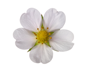 A single white strawberry flower with five petals and a yellow center isolated on a white background.