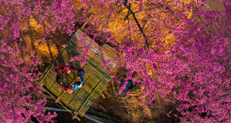 Spring marks the Lunar New Year of the Vietnamese people. Across the northwestern mountain regions of Vietnam, cherry blossoms bloom brilliantly, coloring villages and hillsides in shades of pink. 