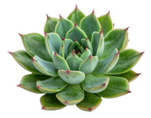 Beautiful Green Succulent Plant with Red Tips Isolated on White Background.
