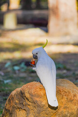 Sulphur-Crested Cockatoo Perched on Rock Eating Fruit in Sunlit Forest Setting
