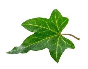 Single Green Ivy Leaf Isolated on White Background.