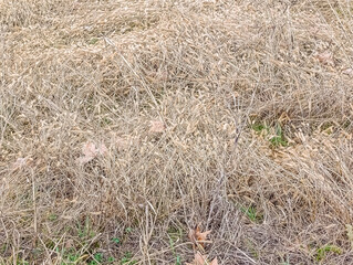 Background of a winter fallow field