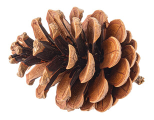 Close-up of a single pine cone on a white background.