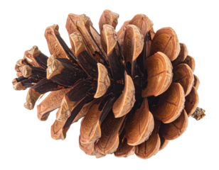 Close-up of a single pine cone on a white background.