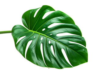 Monstera Deliciosa Leaf Isolated on White Background.