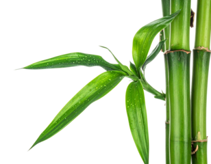 Close-up of a vibrant green bamboo stalk with fresh leaves.