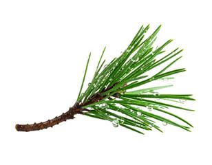 A single pine branch with water droplets on its needles.