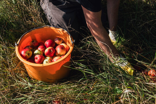 &Auml;pfel werden bei der Ernte gesammelt