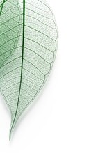 Obraz premium Transparent Green Leaf Skeleton Macro White Background