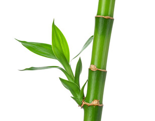 Obraz premium Close-up of a vibrant green bamboo stalk with fresh leaves against a clean white background highlighting its natural beauty and growth.