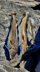  Cod fish on the stone