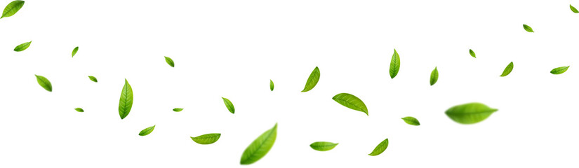 Realistic green tea leaves in motion