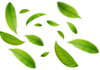 Realistic green tea leaves in motion